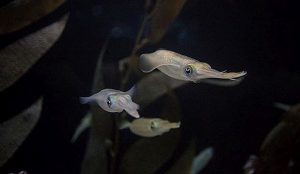 Bigfin Reef Squid are now swimming at the Shedd Aquarium. Photo compliments of Shedd Aquarium. 