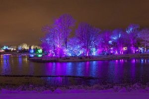 Trees glow and lights move to music at the Morton Arboretum's Illumination festival. Morton Arboretum photo