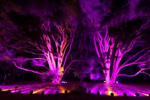 Photo credit: The Morton Arboretum