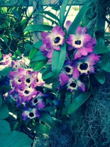 Walk around gorgeous, delicate orchids at the Chicago Botanic Garden.