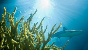 Explore the Shedd during an overnight stay.