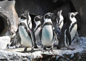 Penguin colony at Brookfield Zoo wear colored ID bands. Chicago Zoological Society photos