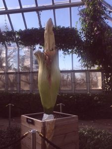 Spike the a corpse flower is in the semitropical greenhouse at the Chicago Botanic Garden the last weekend of April 2018. (Photos by Jodie Jacobs)