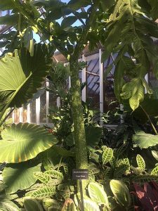 See this corpse plant in the leaf stage in the tropical greenhouse at the Chicago Botanical Garden.