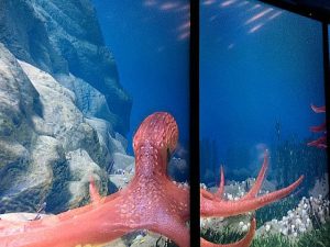 All sorts of interesting creatures of different colors, patterns and movements are in Underwater Beauty at the Shedd