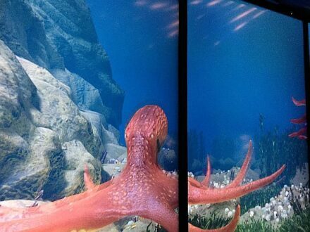 All sorts of interesting creatures of different colors, patterns and movements are at the Shedd. (Photo courtesy of Shedd Aquarium.