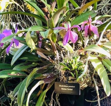 Orchid in Chicago Botanic Garden Greenhouse. (photo by J Jacobs)