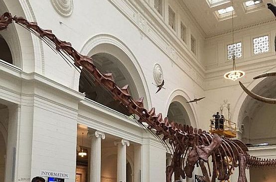 Putting together Maximo the Titanosaurin the Field Museum. (J Jacobs photo)