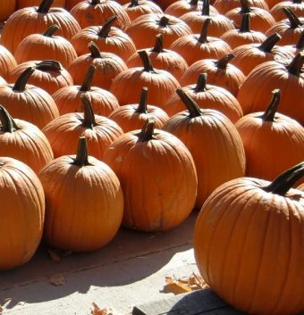 Pumpkins galore can be found at fun fall festivals right now. (J Jacobs photo)