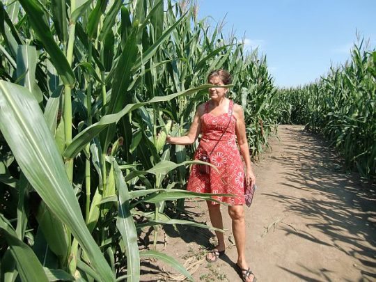 How high the corn is at the Richardson Adventure Farm can be seen in adult inches. (J Jacobs photo)