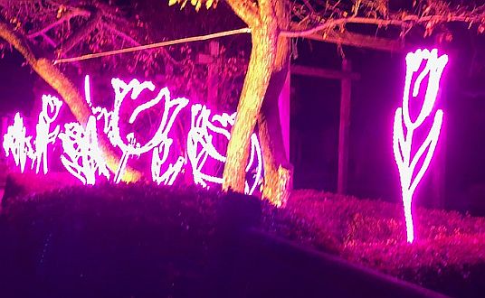 Tulips at the Chicago Botanic Garden's Lightscape. (J Jacobs photo)