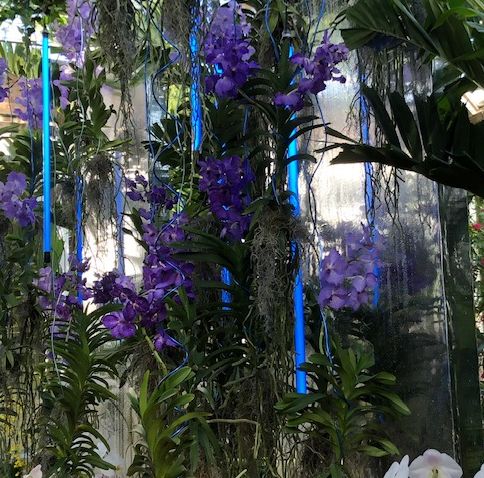Orchid Show at Chicago botanic Garden goes modern with lights. (J Jacobs photo)