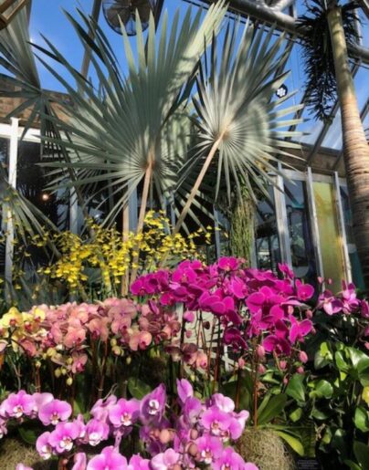 Chicago botanic Garden Orchid show focuses on color. (J Jacobs photo)