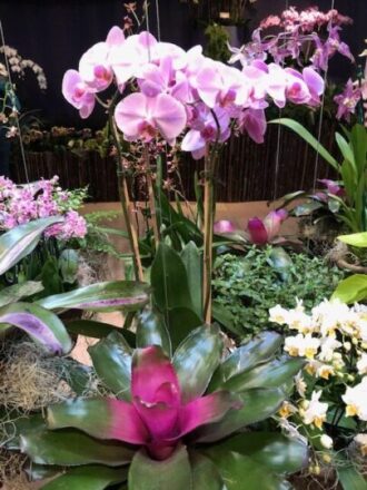 Bright bromeliad complements delicate orchids in entrance to the Chicago botanic garden show. (J Jacobs photo)
