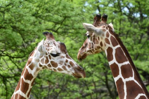 Brookfield Zoo to reopen. (Photo courtesy of Chicago Zoological Societyh)