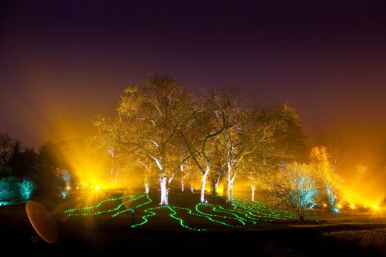 Symphony Woods and Woodland Wonder are among the two popular music and movement designs to return to the Morton Arboretum Illumination event in 2020. (Morton Arboretum photo)