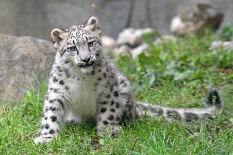 Snow leopard cub Ahava is among the residents of Brookfield Zoo in the Animal Adoption program. (Photo by Jim Schulz for the Chicago Zoological Society)