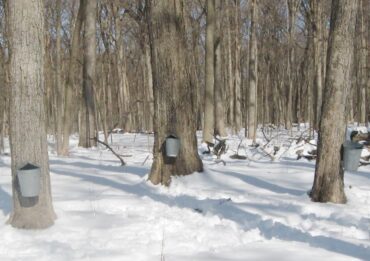 Tapping maple trees at Ryerson Woods (Photo courtesy of Lake county Forest Preserves)