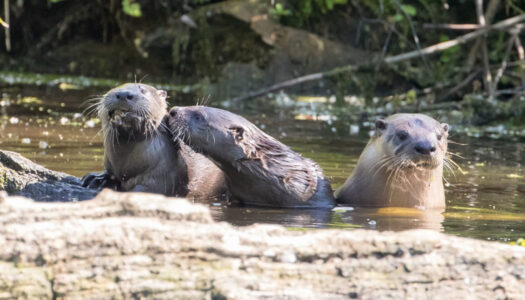 North American river otters in Cook County (Photo by Peter Pekarek)