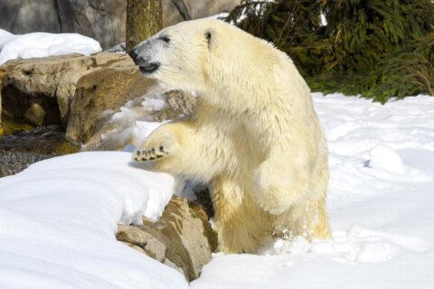 Hope, a 5-year-old polar bear recently arrived at Brookfield Zoo (Photo by Jim Schulz for CZS)