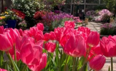 Lincoln P:ark Conservatory's Spring Flower Show opens on Mother's Day. (Photo courtesy of Lincoln Park Conservatory)_