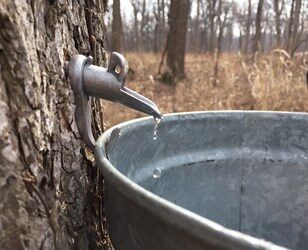 Tapping maple trees at Ryerson Conservation Area in Lincolnshire. (Lake County Forest Preserves photo)