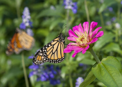 Monarch butterfly at Brookfield Zoo. (Photo courtesy of Jim Schulz and CZS)