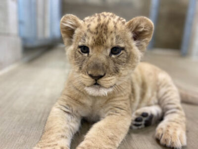 Lion cub at Lincoln Park Zoo (photo courtesy of Lincoln Park Zoo)