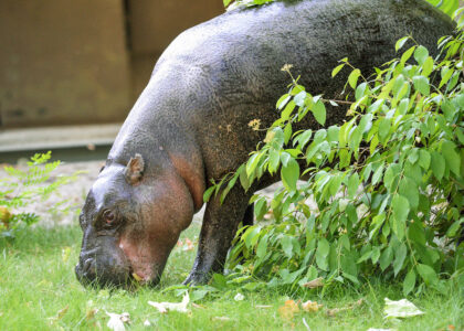 Pygmy hippo Banan. (Photo by Jim Schulz/CZS-Brookfield Zoo)