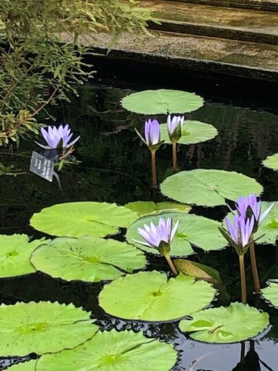 Take some photos by the lily ponds while wondering the Chicago Botanic Garden. (J Jacobs photo)