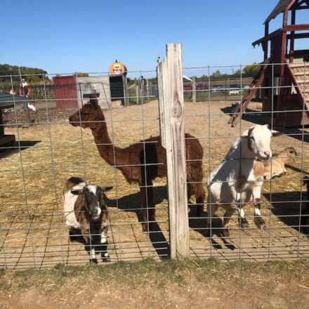 Feeding the llamas and hens are part of the Kroll Farm experience.