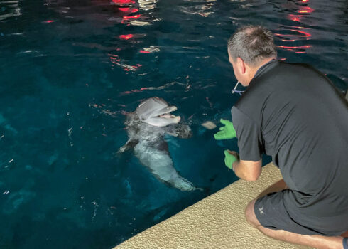 Spree, a 20-year-old bottlenose dolphin, during a feeding session with Andy Ferris, a senior animal care specialist from Brookfield Zoo.(P:hoto courtesy of Brookfield Zoo)