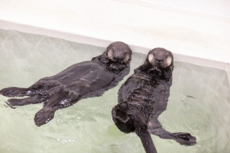 Sea otters Suri (l) and Willow (r) have names now instead of numbers at Shedd Aquarium in Chicago. (Photo courtesy of Shedd)