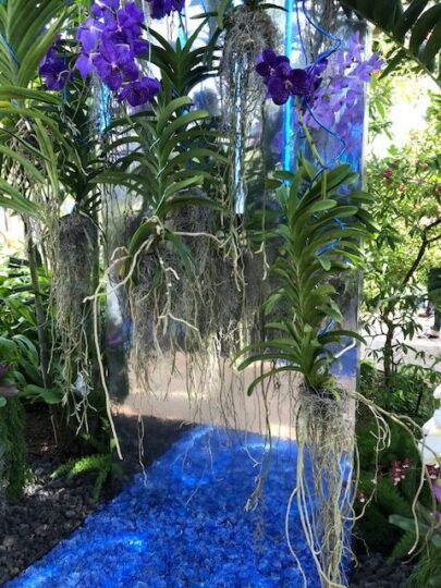 Chicago Botanic Garden put on a colorful orchid show in 2022. (J Jacobs photo)