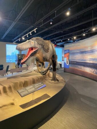 Small dinausaur at Dunn Museum Libertyville (Photo by Jillian getter)