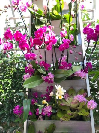 Orchids go on sale. (J Jacobs photo)