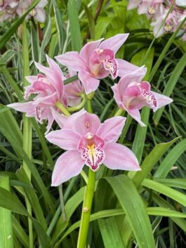 Orchids in Greenhouse at Chicago botanic Garden show