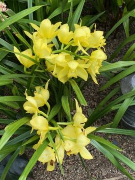 Orchids in Greenhouse at Chicago botanic Garden show