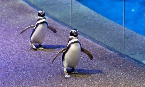 Shedd Aquarium has ways to celebrate Earth Day and Month (Photo courtesy of Shedd Aquarium)